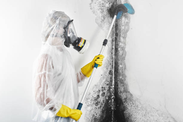 Best Black Mold Removal  in Rocky Top, TN