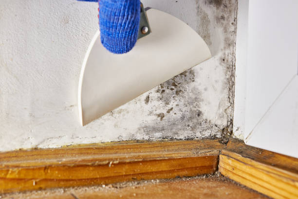 Best Air Quality Testing for Mold Spores  in Rocky Top, TN